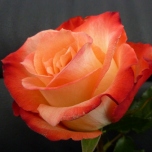 Cabaret Roses d'Equateur Ethiflora
